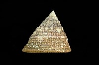 藏品(細紋鐘螺)的圖片